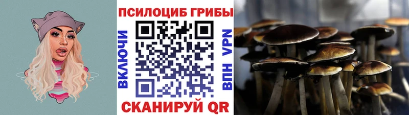 Галлюциногенные грибы Psilocybine cubensis Торопец
